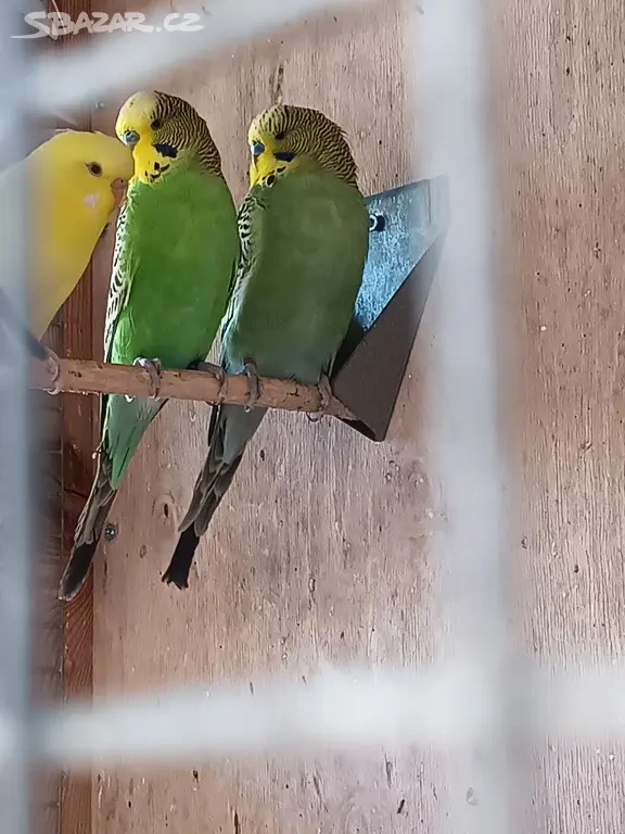 Letošní andulky - okroužkované - 4