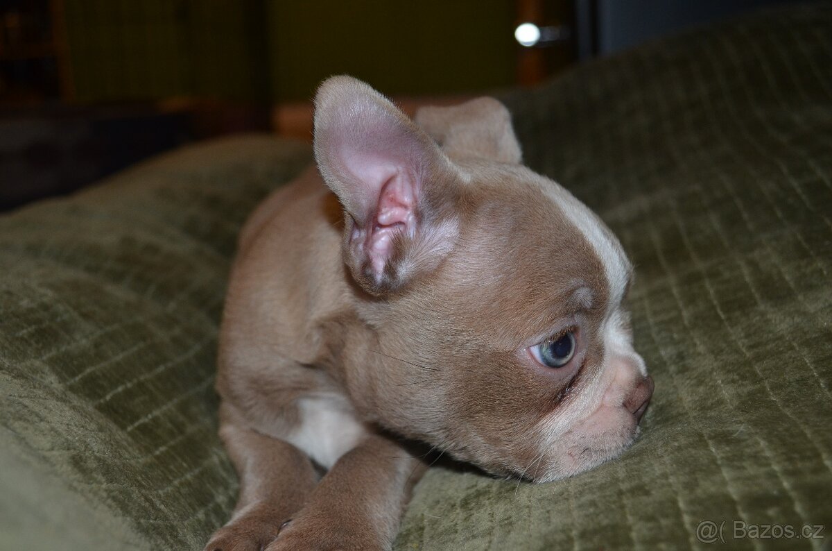 Bostonský teriér s PP Lilac - 4