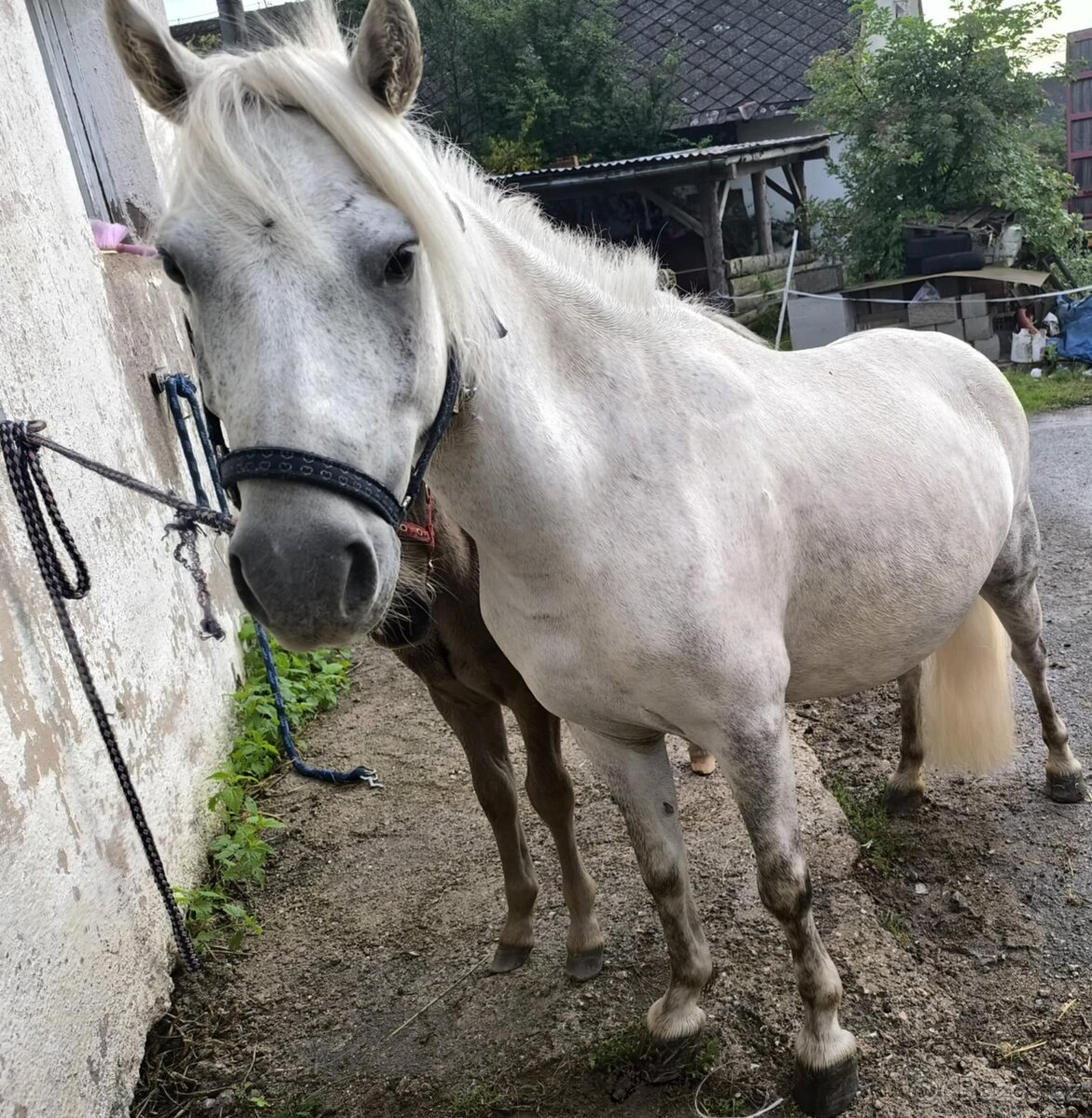 Pony kobylka - 4