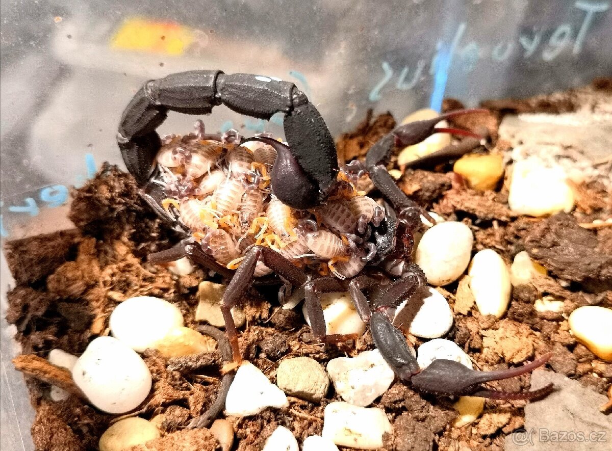 Štíř Scorpion heterometrus, Hottentota, parabuthus atd - 4