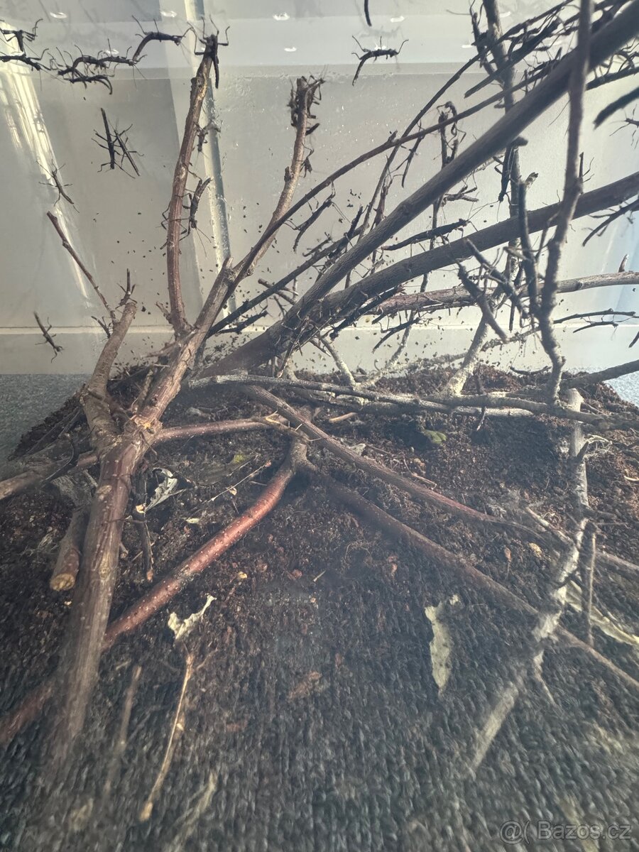 Strašilky Sungaya Inexpectata - 4