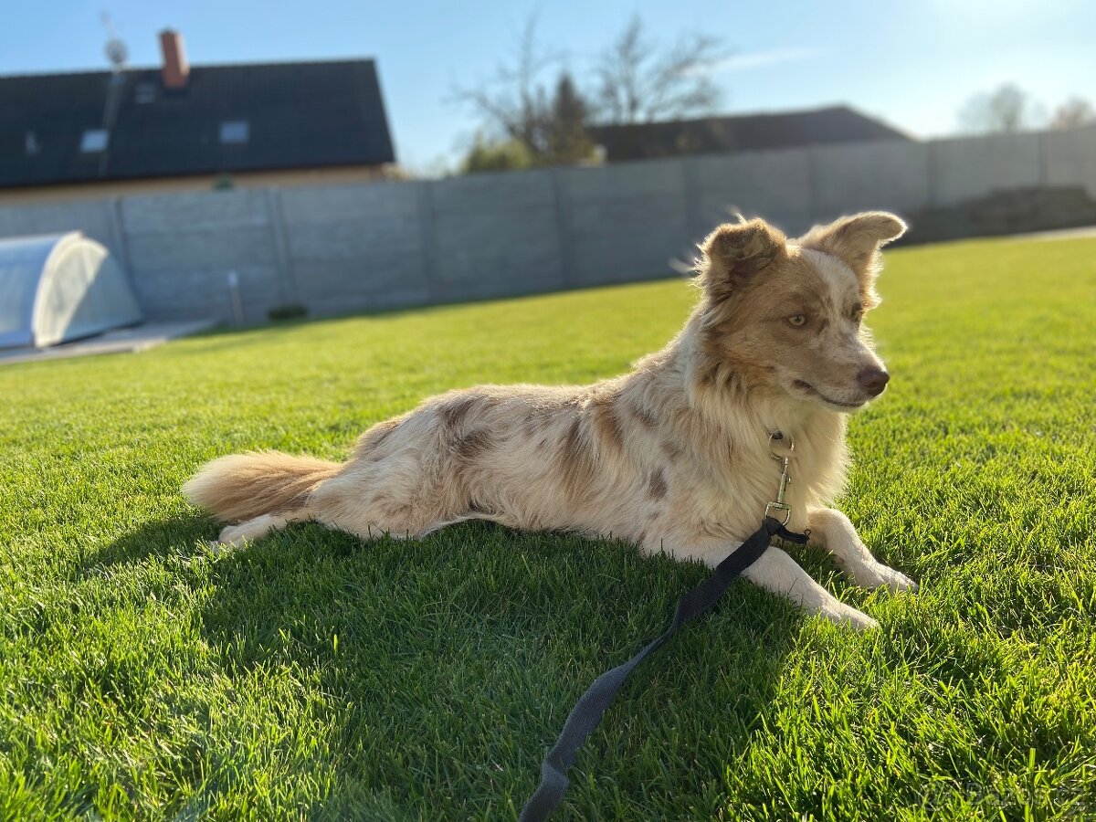 Border kolie s PP hnědo bílá a red merle - 4