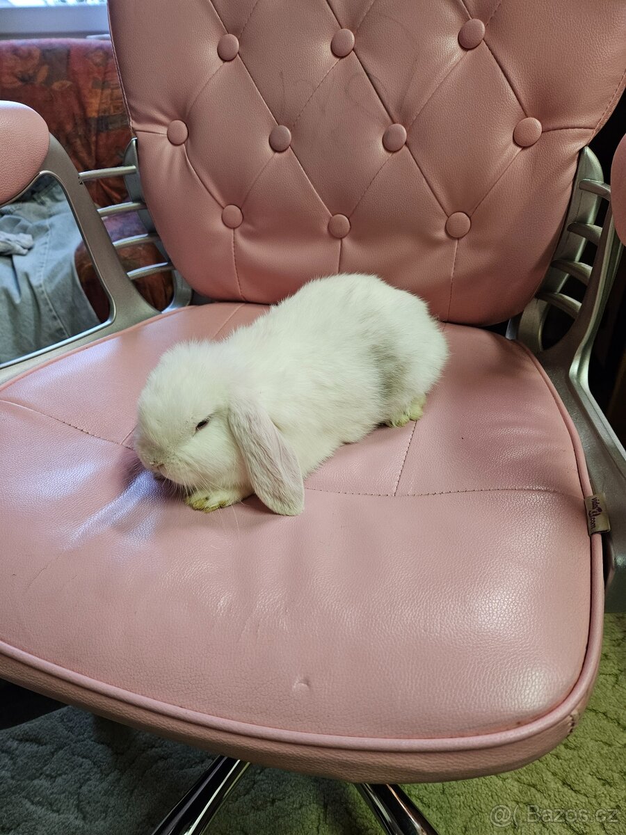 Zakrslý králík - 4