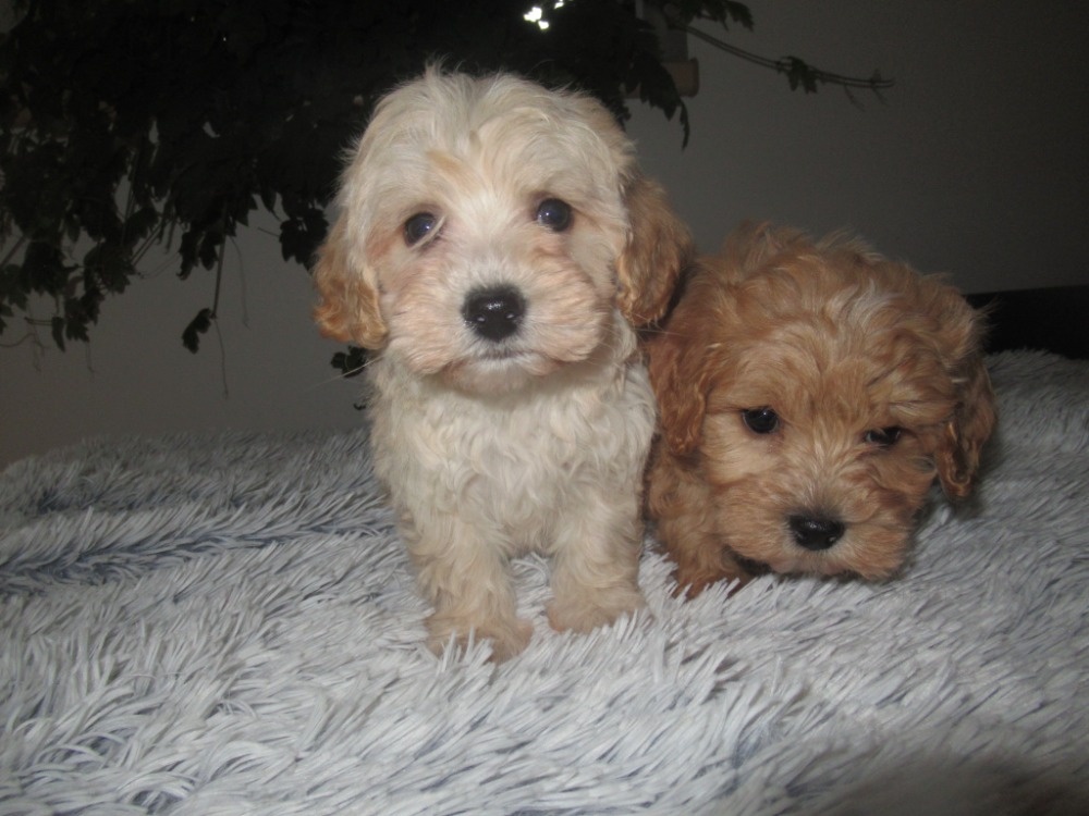 Maltipoo štěňátka - 4