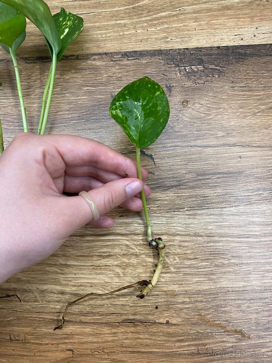 Epipremnum aureum – zakořeněné řízky - 4