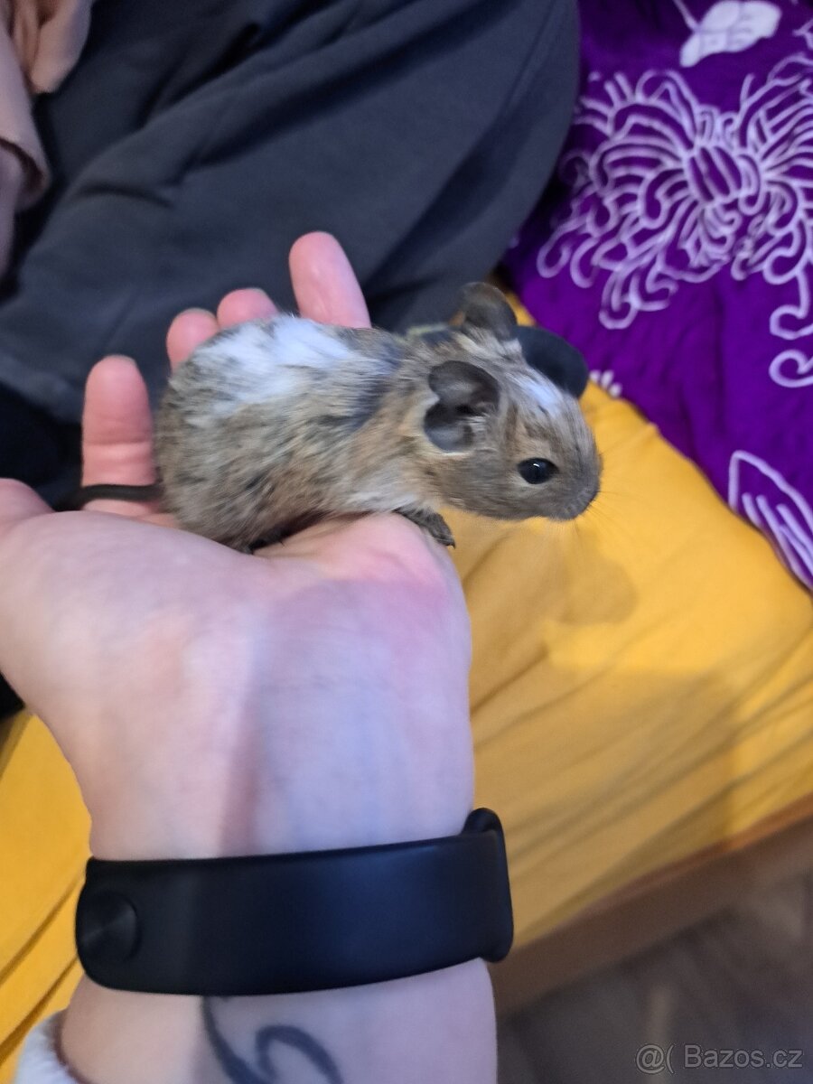 Osmák Degu - 4