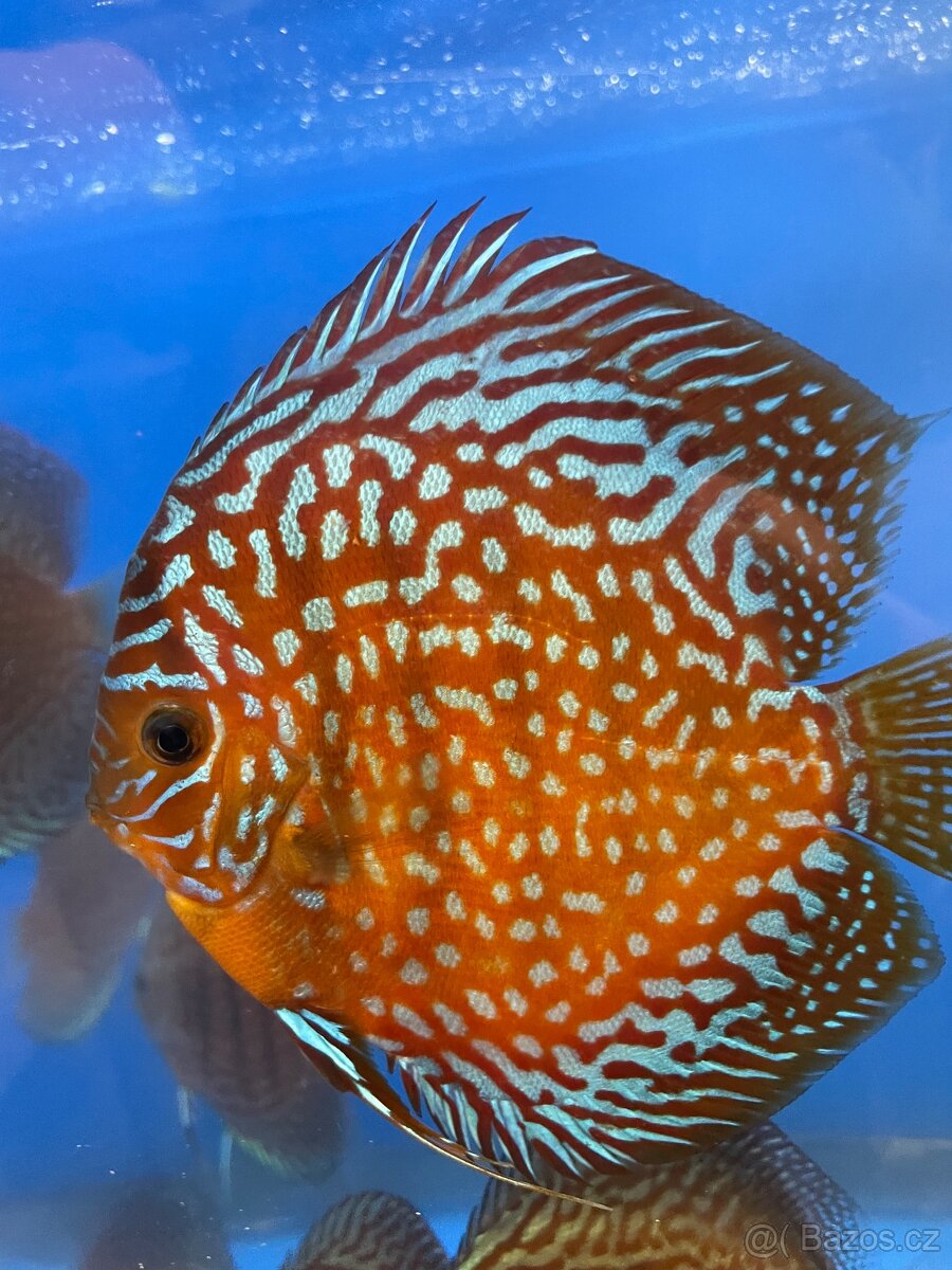 Terčovec -Diskus - 4