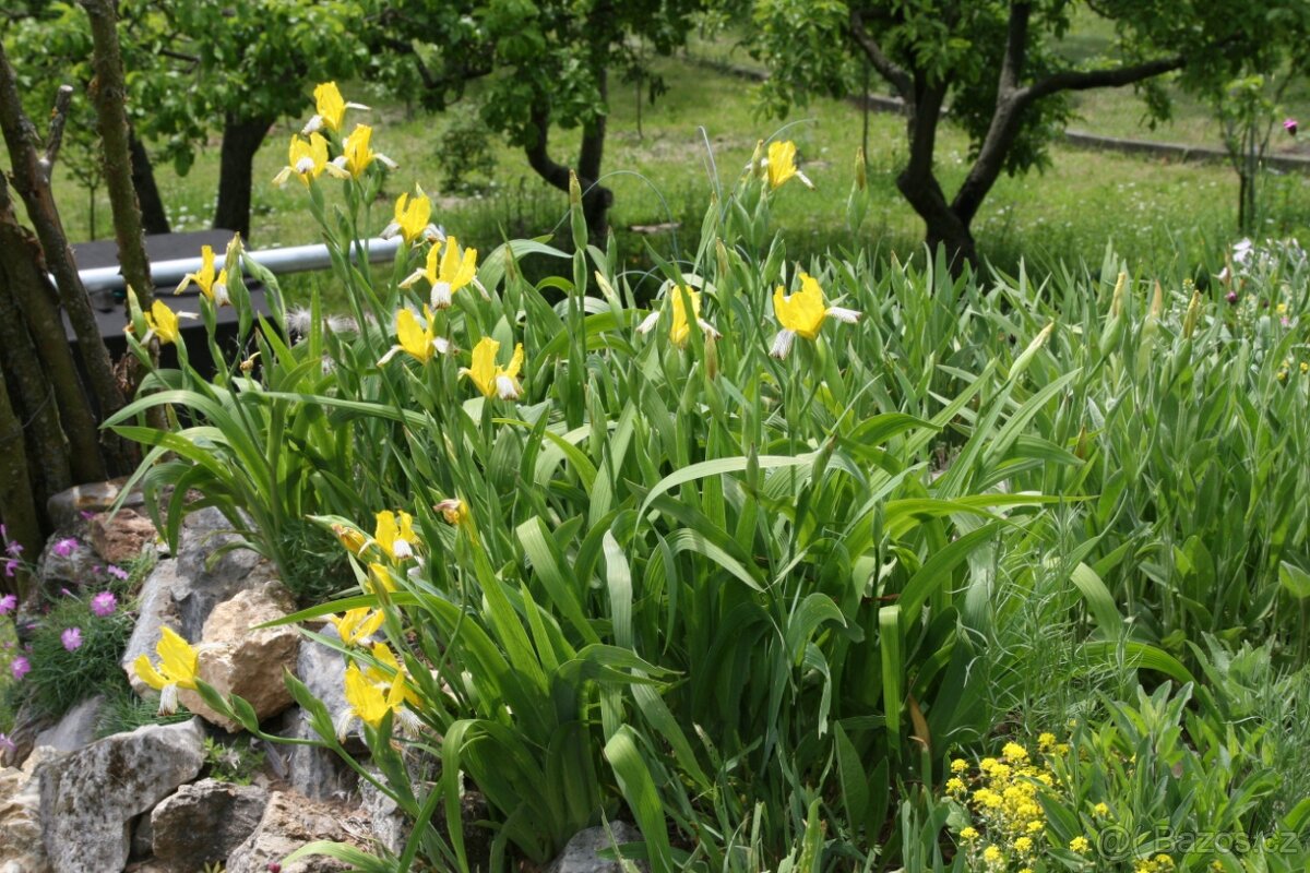 Kosatec různobarevný- Iris variegata 50 semen 50 Kč - 4