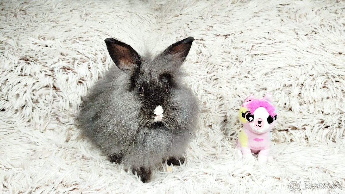 Zakrslý králík, králíček - HOLLY - 4