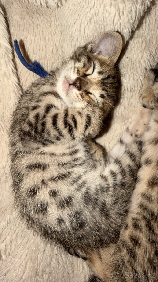 Savannah F6SBT 🐈🐈⬛ - 4