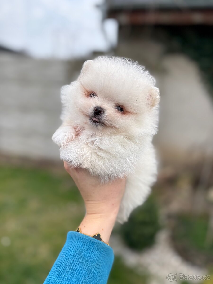 Pomeranian - 4