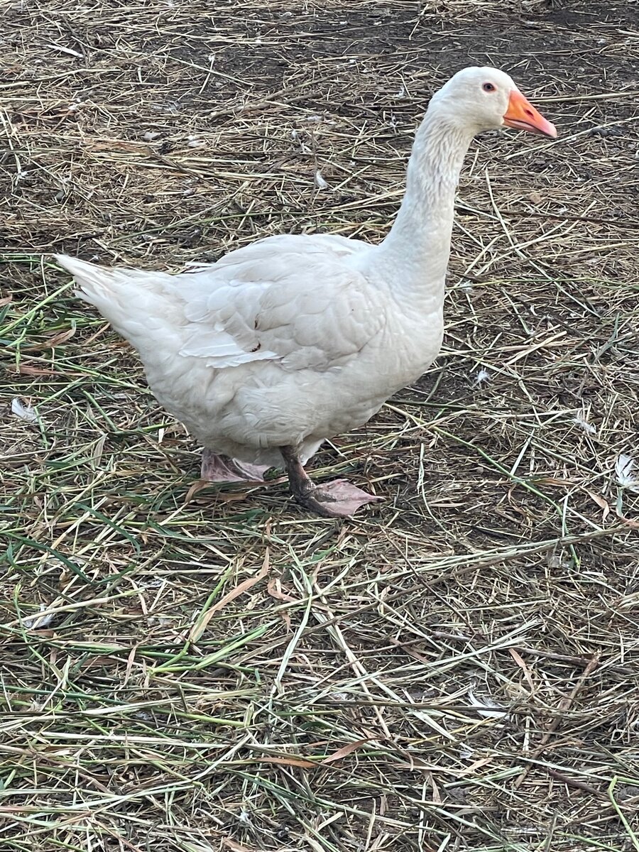 Roční a dvouleté husy - 4