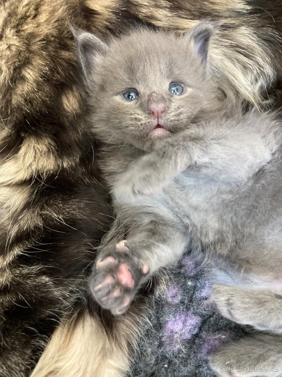 Mainská mývalí kočka- koťata/ Maine coon - 4