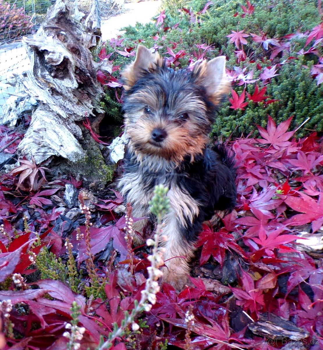 Jorkšírský terier s PP - 4