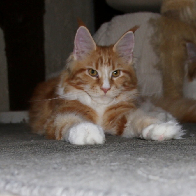 Mainská mývalí - 4