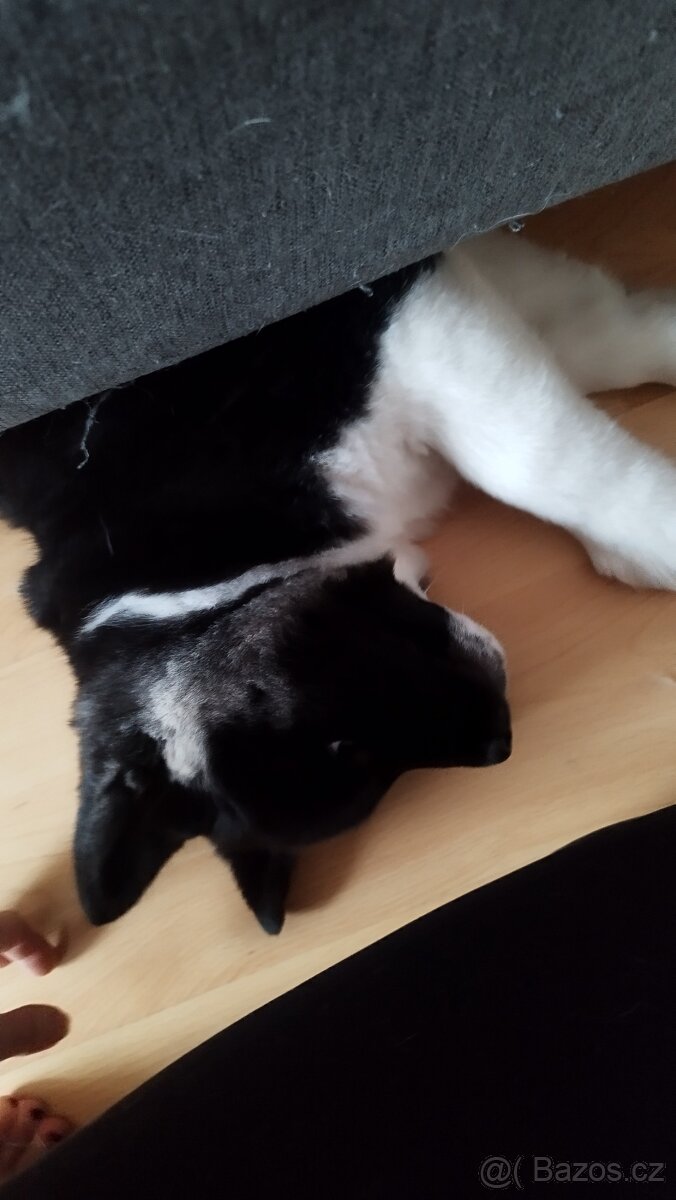 Americká akita štěňátka pejsek a fenečka - 4