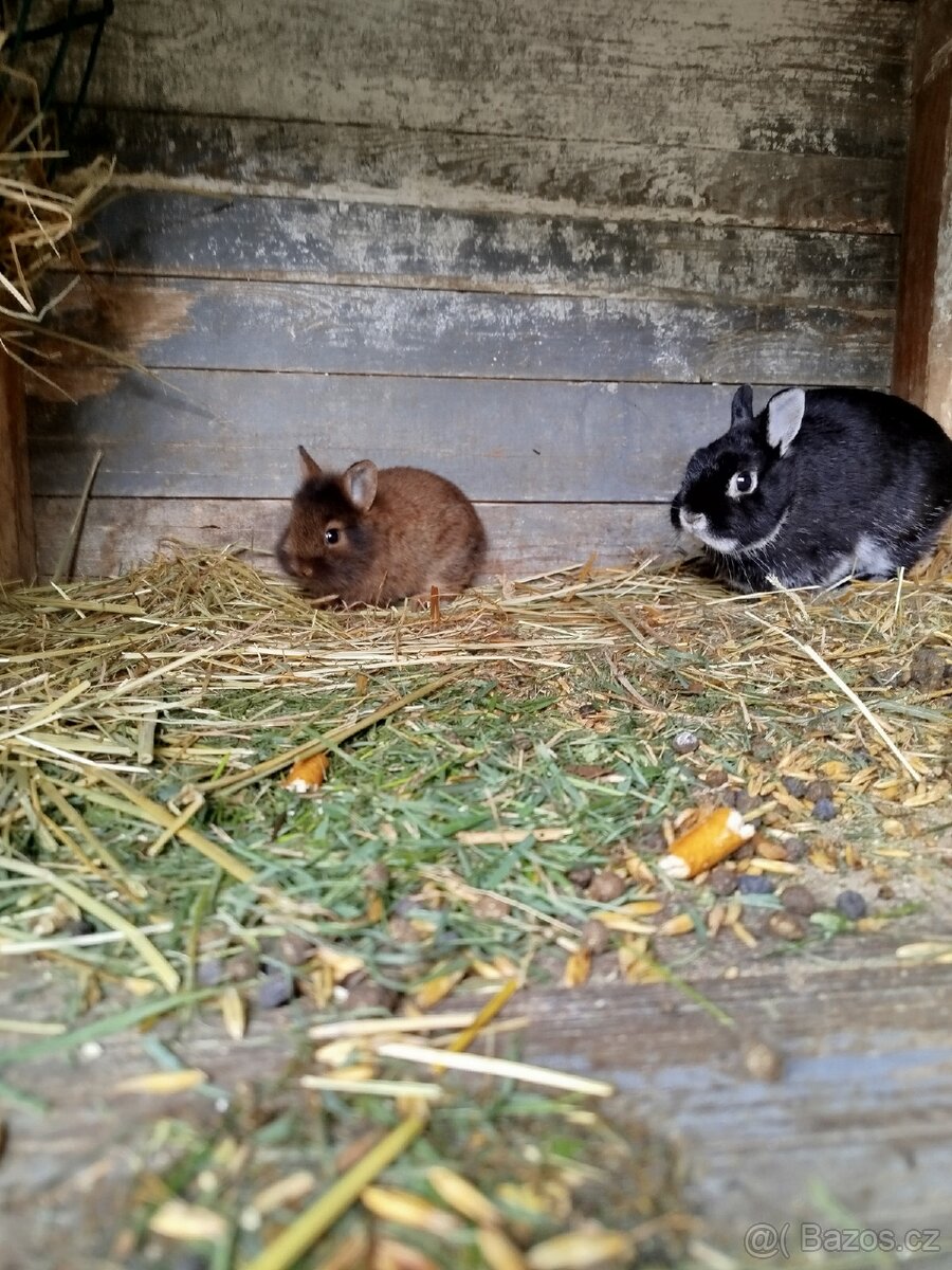 Zakrslý králík - 4