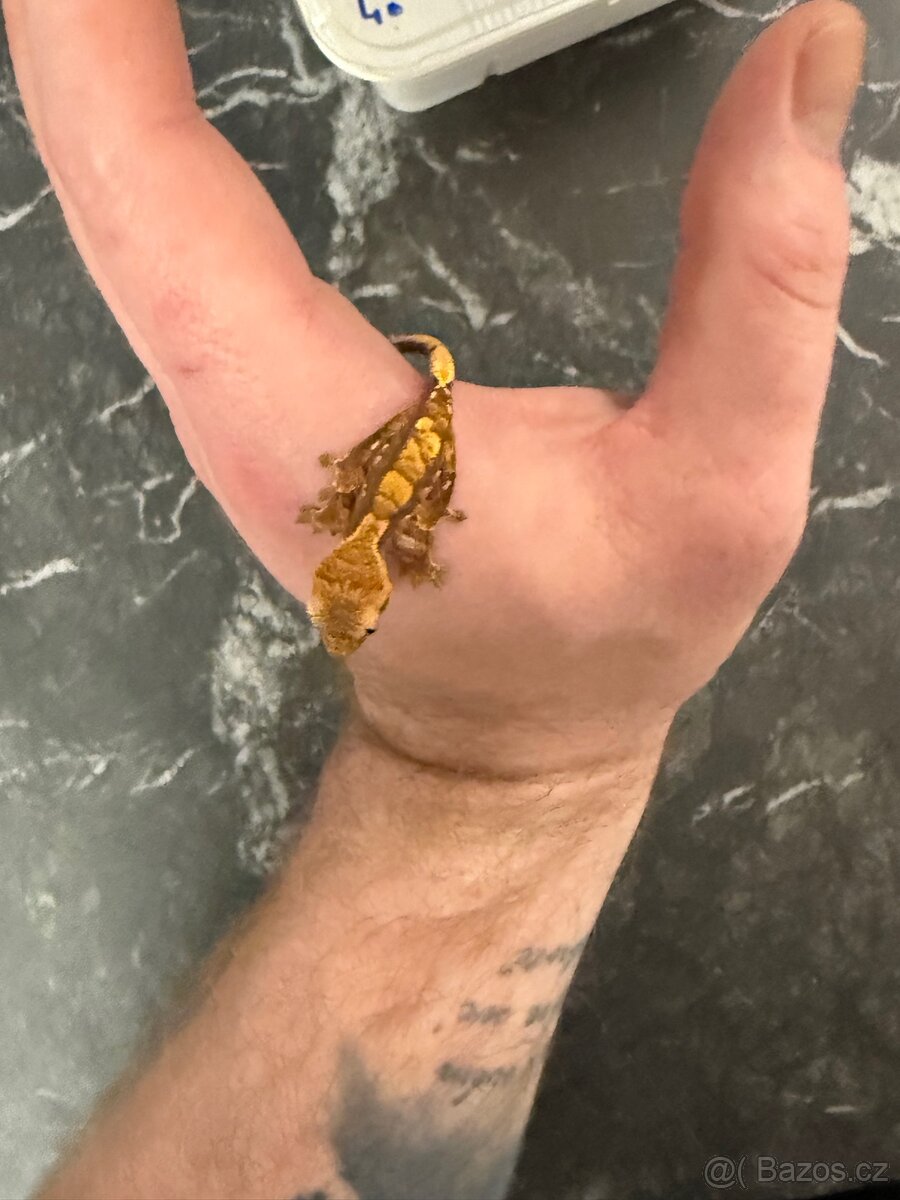 Pagekon řasnatý sameček 7 měsíců - 4