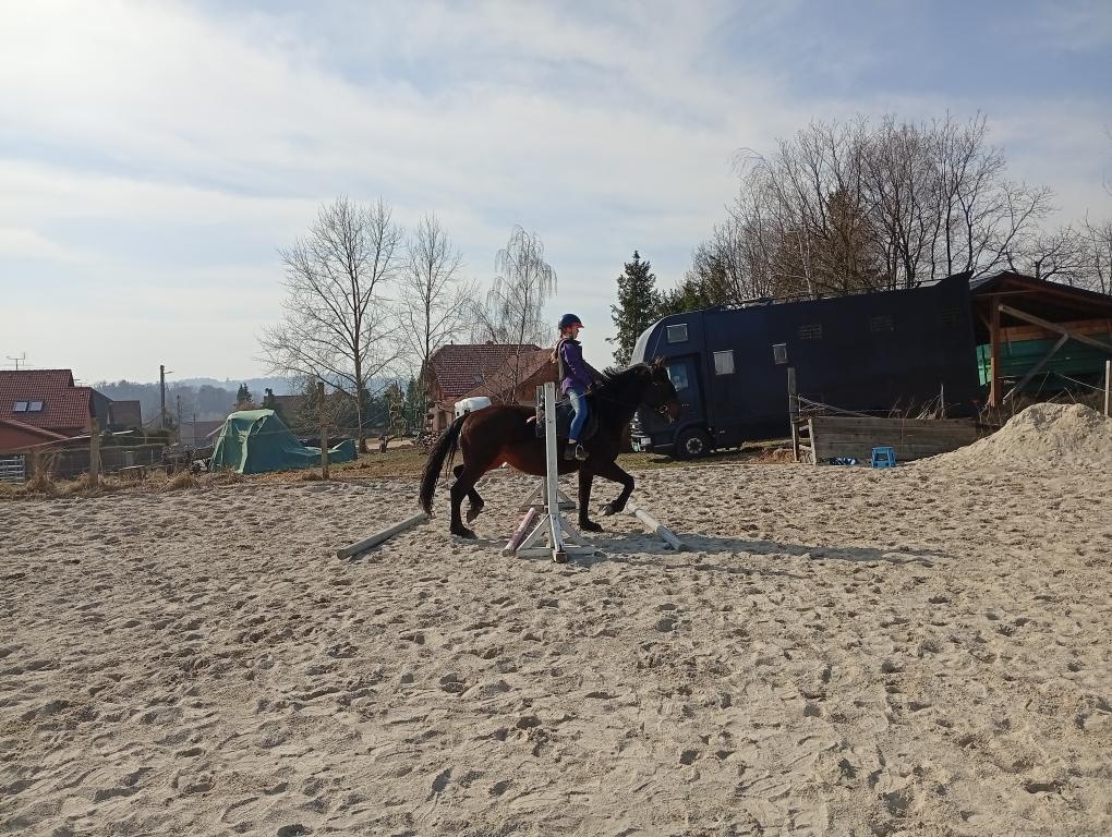 Kladrubska klisna 4 roky - 4