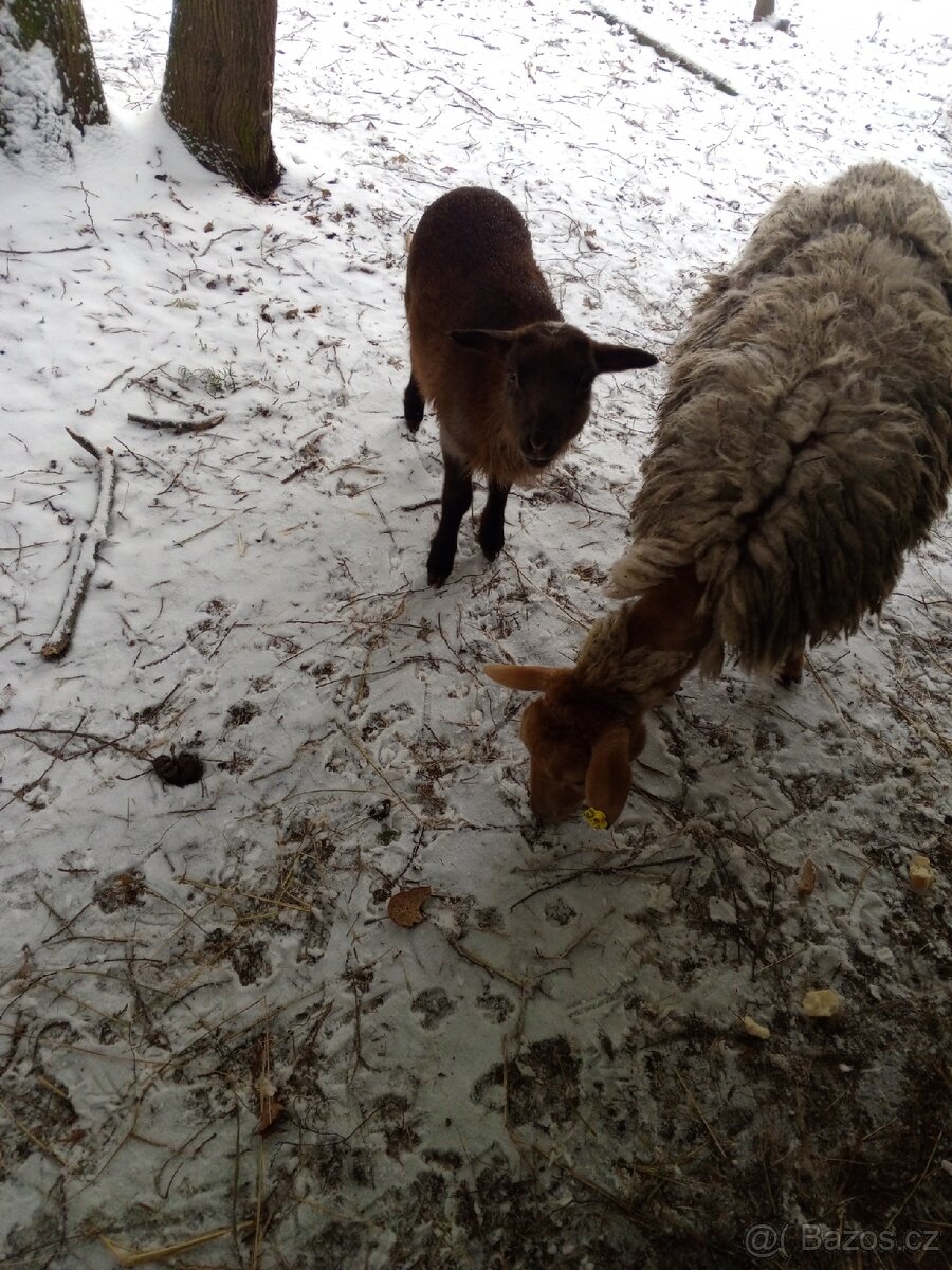 Prodám ovce - 4