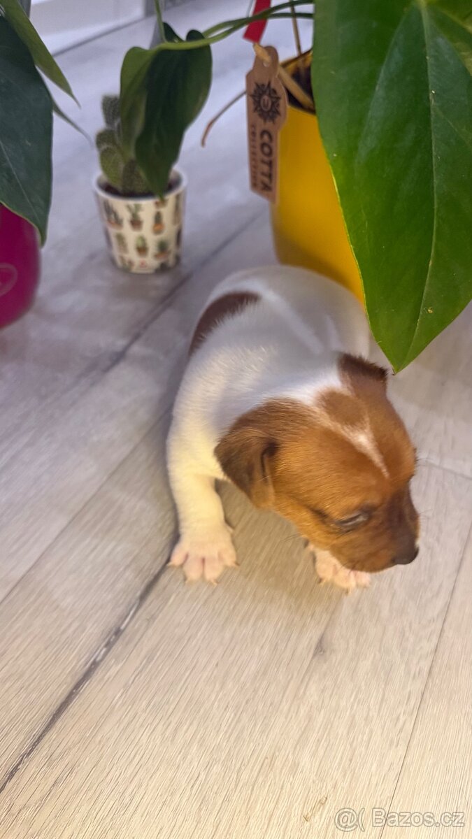 Jack Russel Terier - 4