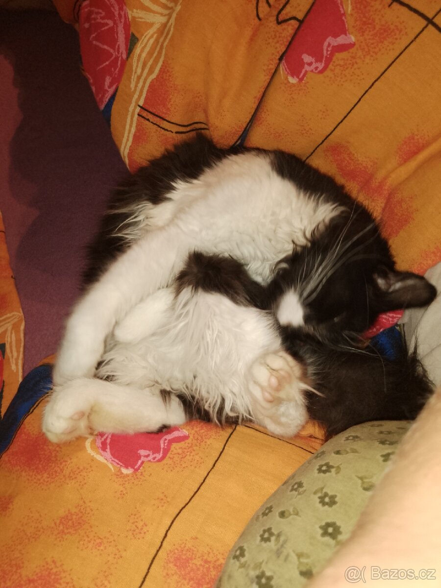 Kříženka Mainské mývalí kočky - 4