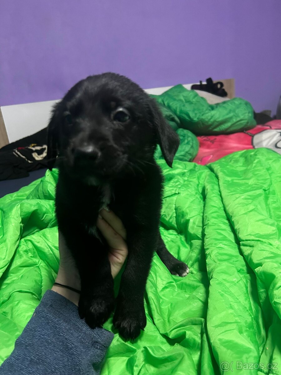 Štěňátka - 4