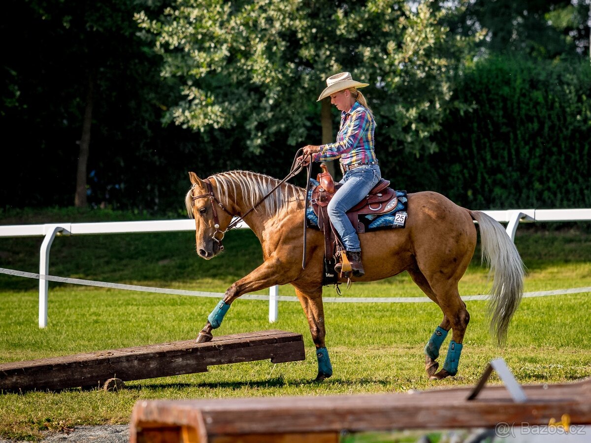 Připouštění QH hřebcem - 4