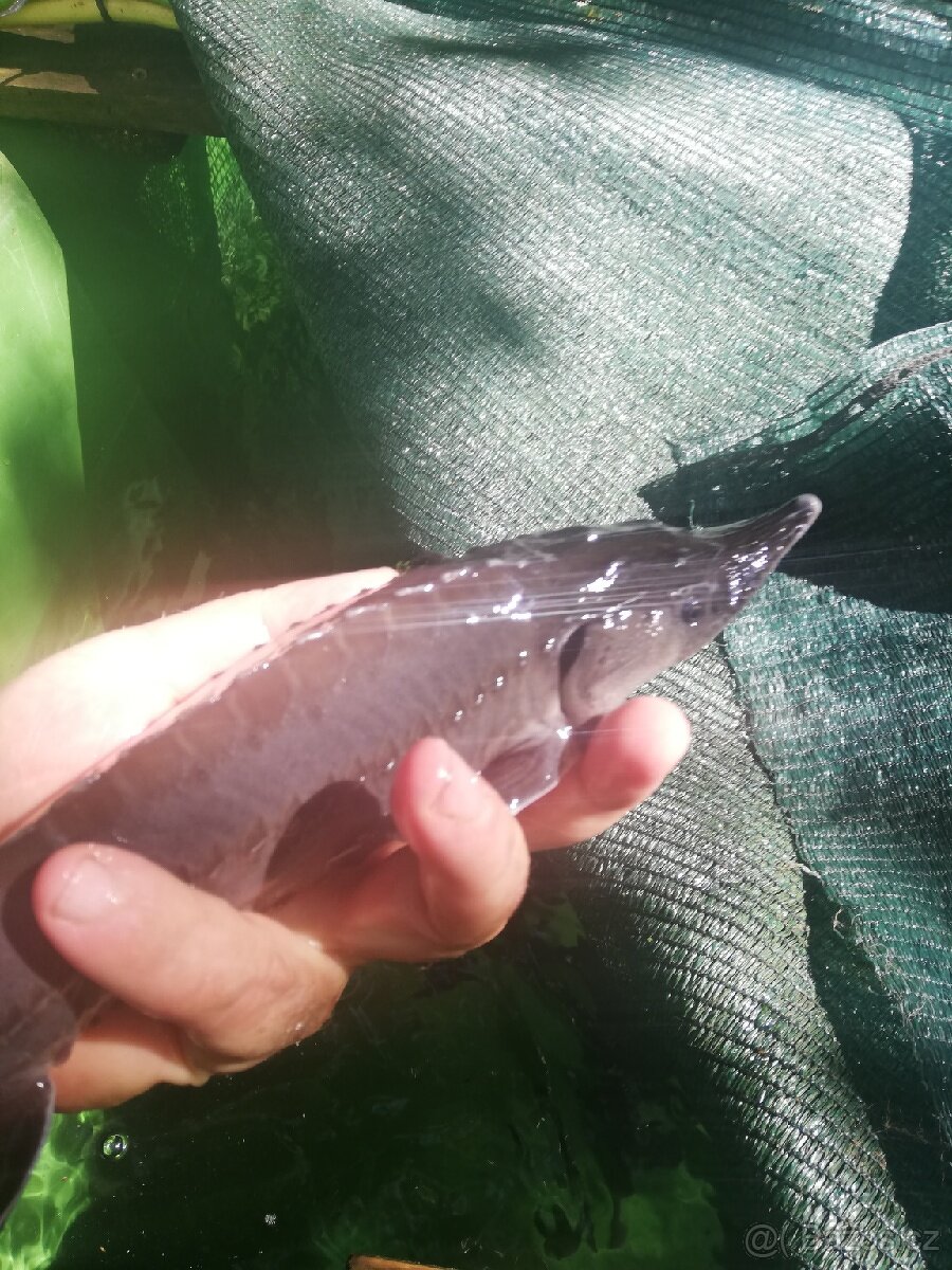 Jeseter sibiřský a rusky - 4