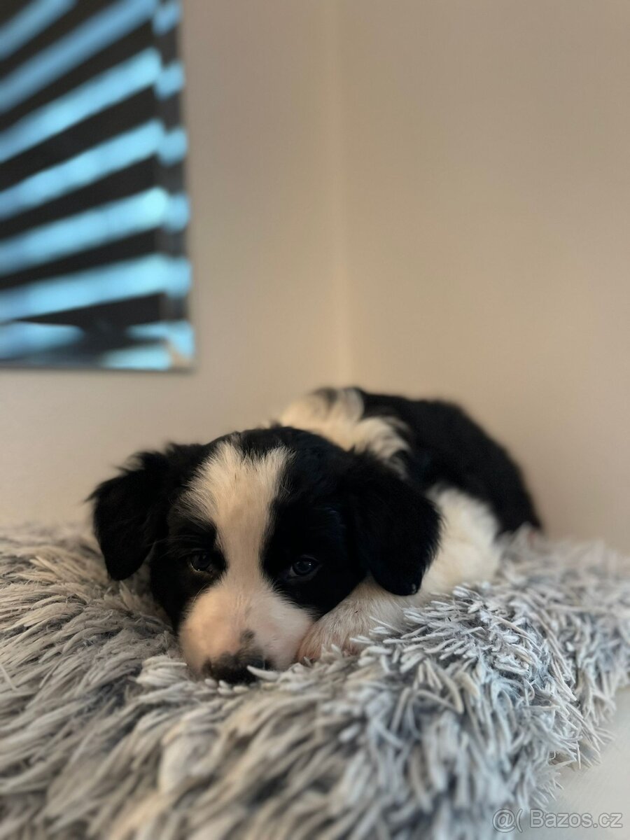 Border kolie bez PP - 4