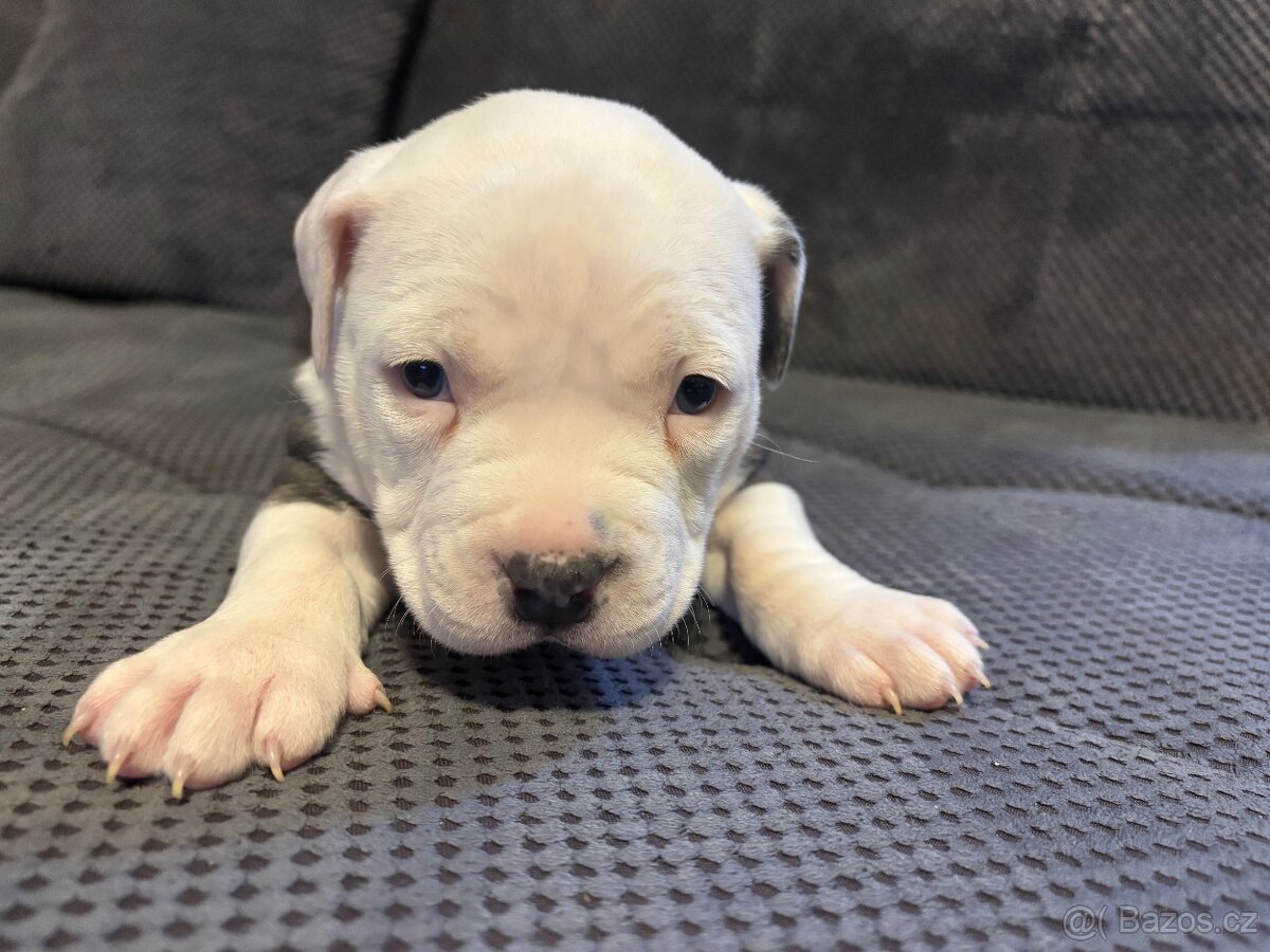 Štěňata Americký stafordšířský teriér - 4