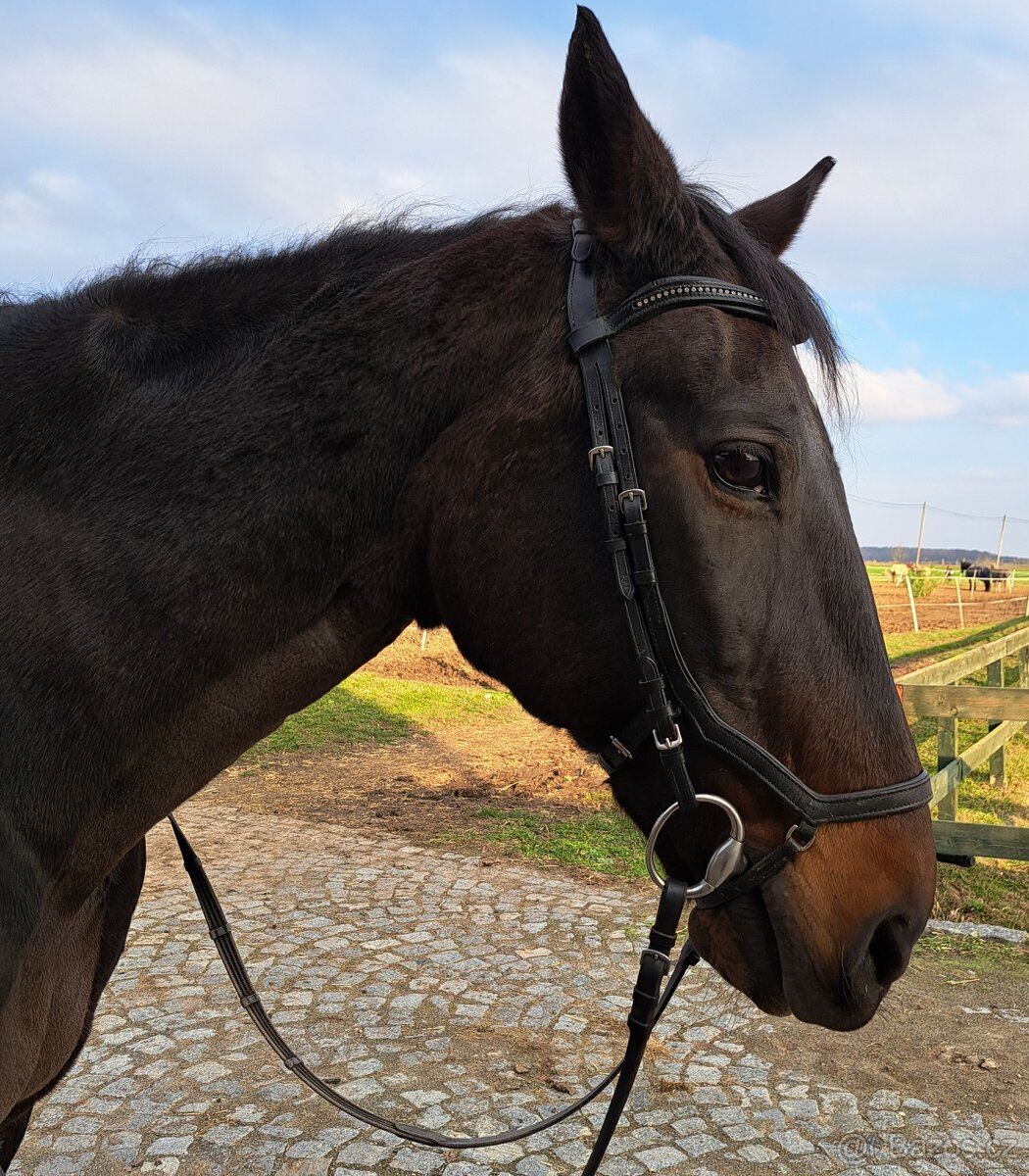 Waldhausen x-Line uzdečka Full - 4