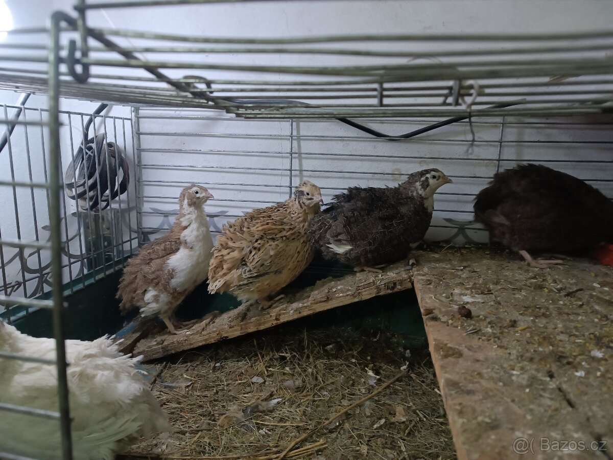 Násadová vejce křepelky - 4