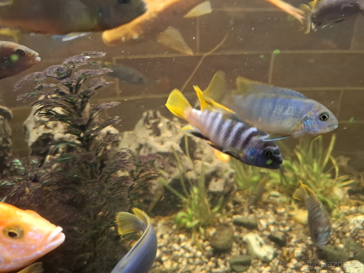 prodám tlamovce - 4