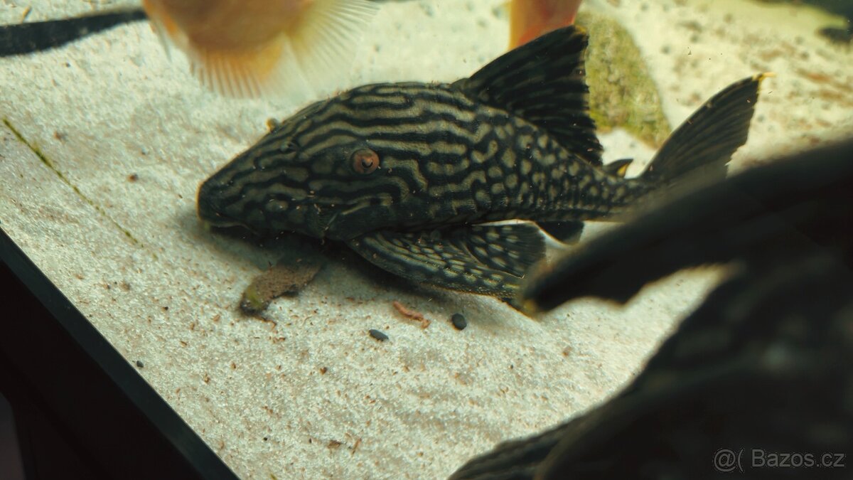 Panaque SP Spotted L330 - 4