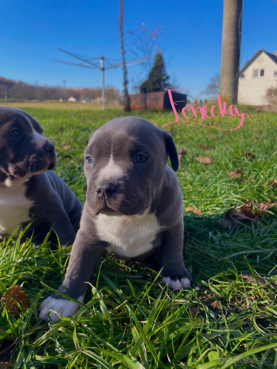 🐾 Americký stafordšírský teriér – modrá štěňátka Bibi a Oli - 4