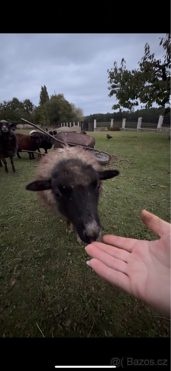 Ovce ouessantská (Quessantská) - 4