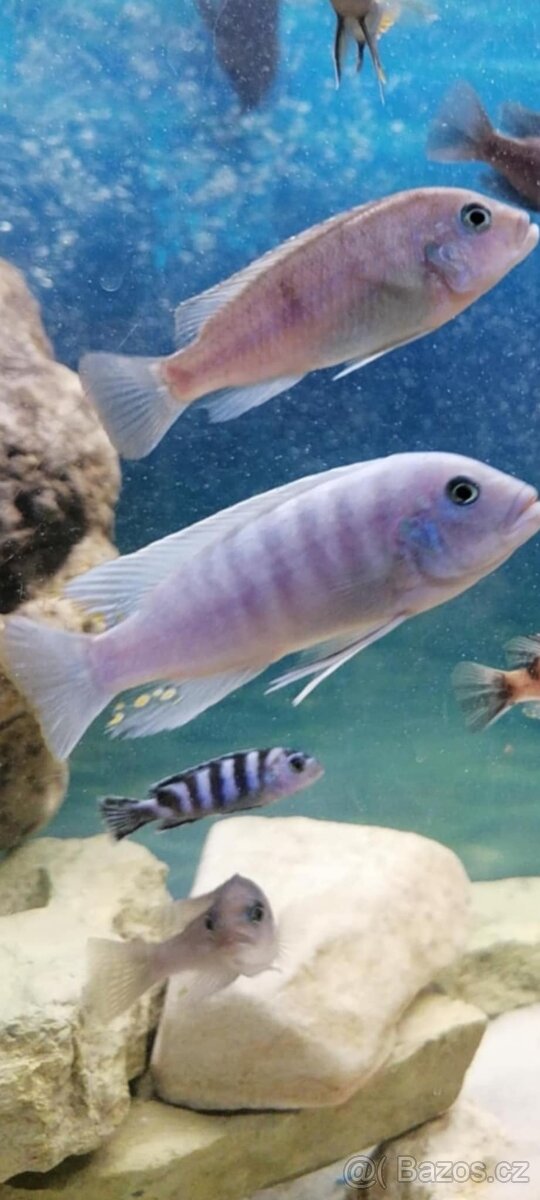 Prodam tlamovce z Malawi - 4