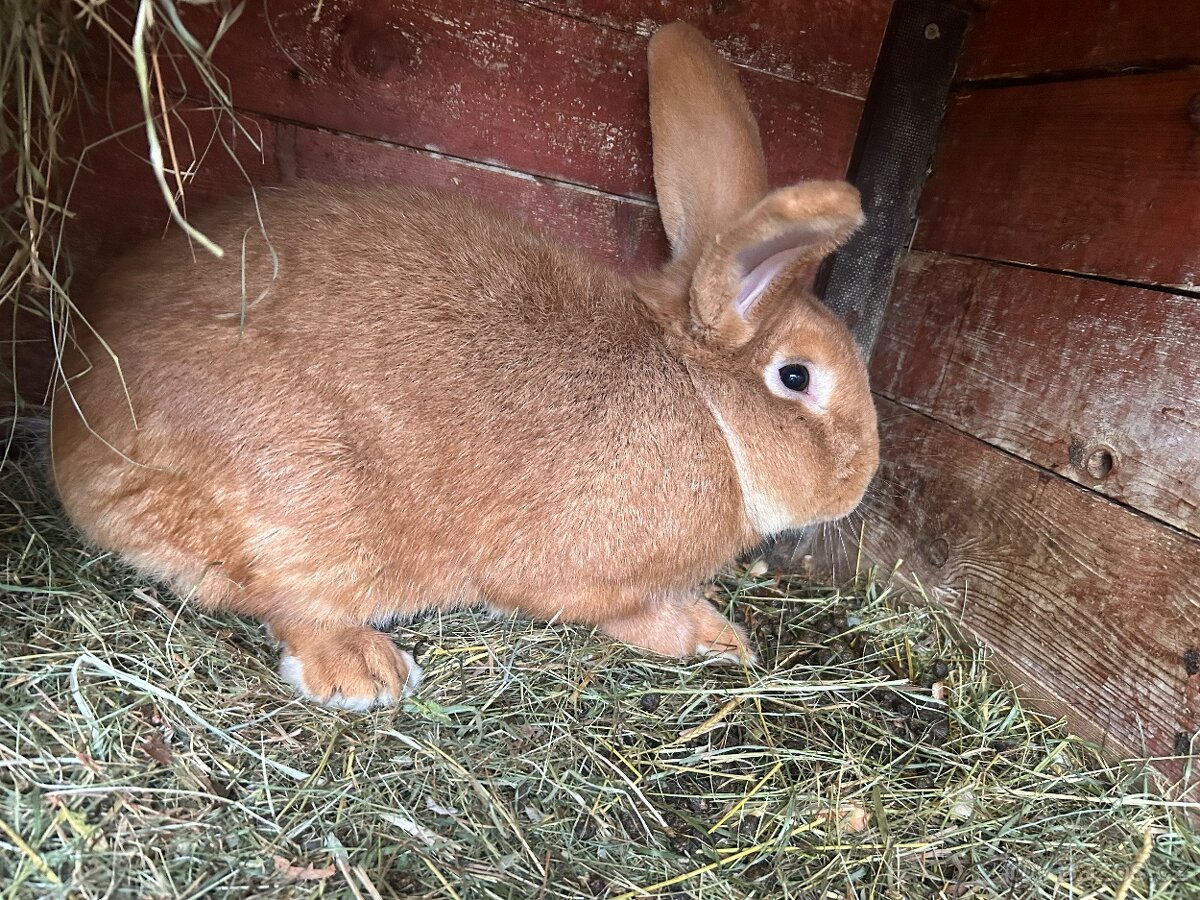 CHOVNÍ KRÁLÍCI K PŘIPUŠTĚNÍ - 4