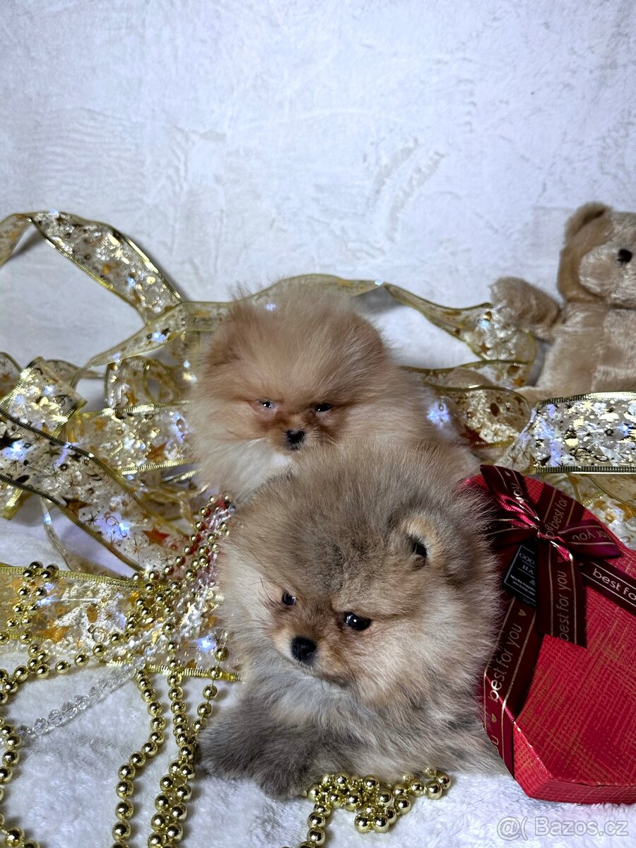 Pomeranian špic - 4