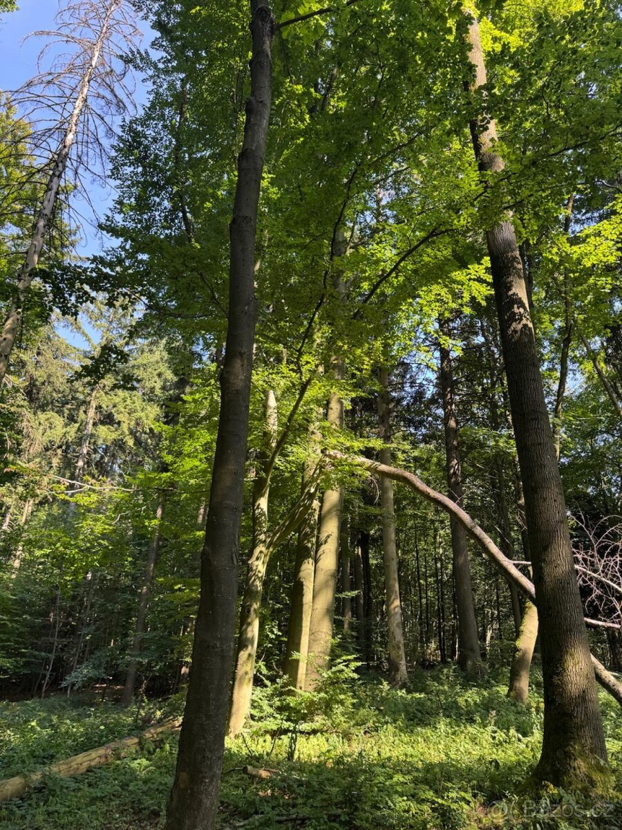 Prodej lesního pozemku v k.ú. Liberk - 4