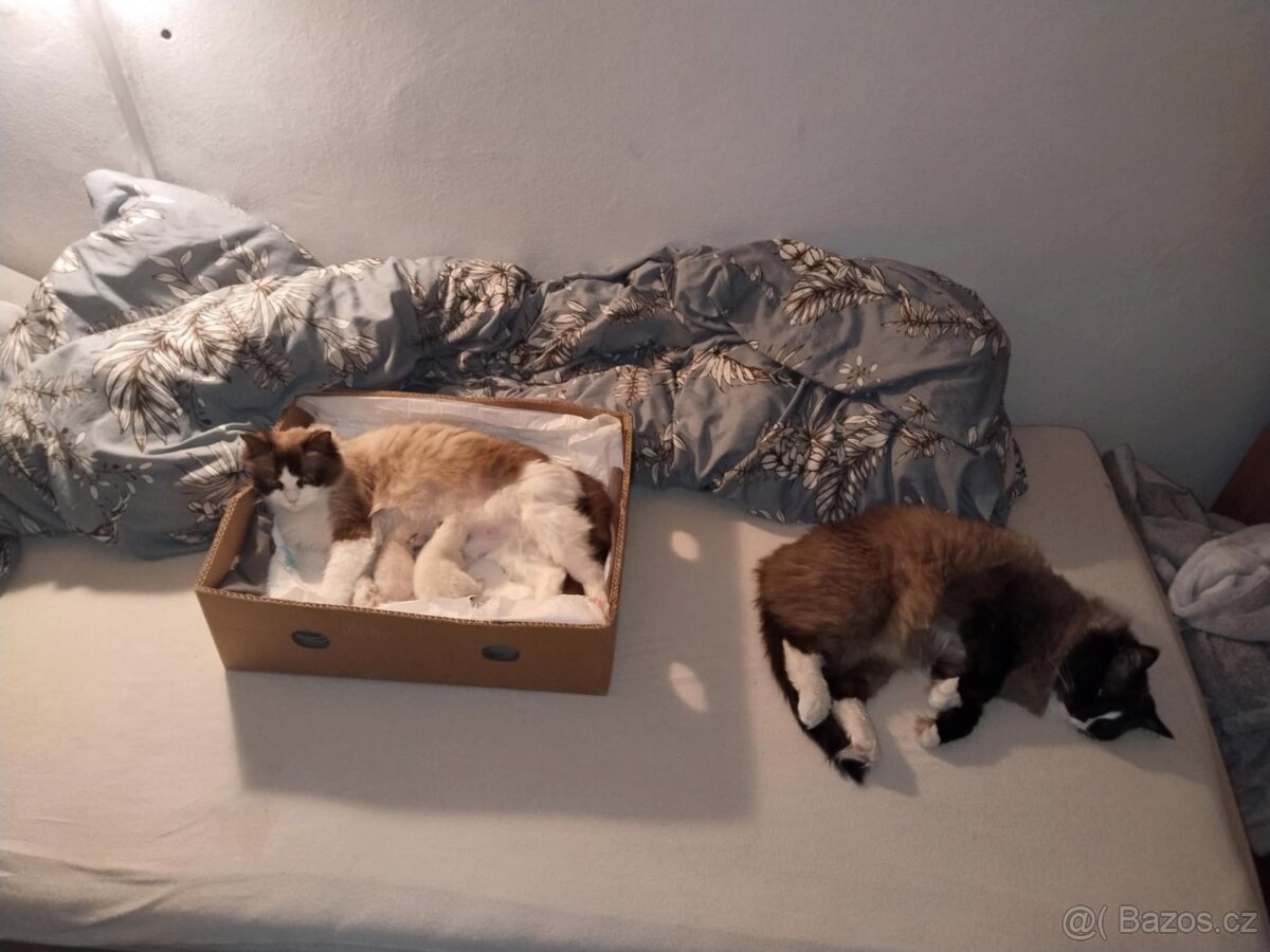 Přijímáme rezervace na koťátka ragdoláčků bez pp - 4