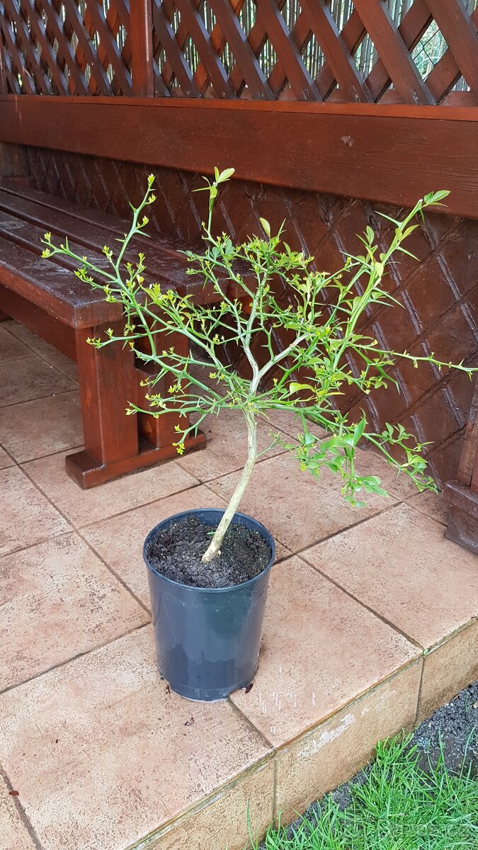 Poncirus Trifoliata, Citronečník trojlistý, stromky SLEVA - 4