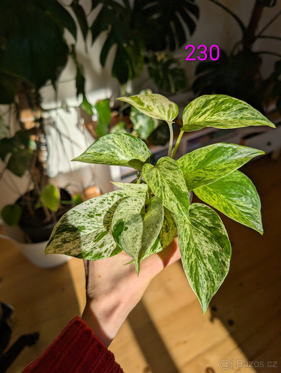 Pokojové rostliny - 4