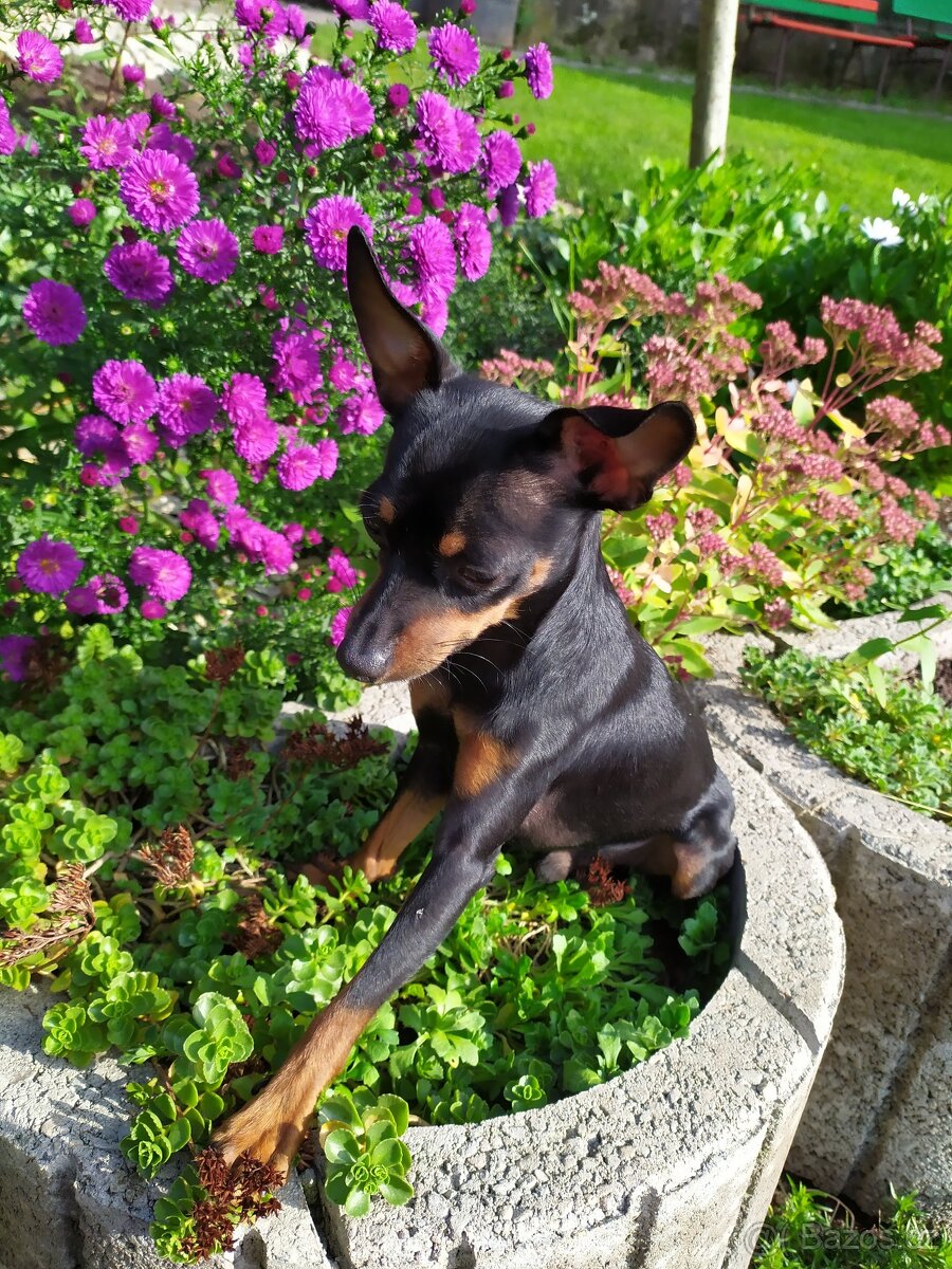 Pražsky krysařík - 4