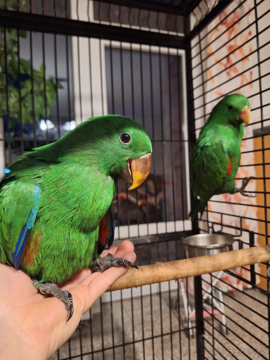 Eklektus roratus polychloros - 4