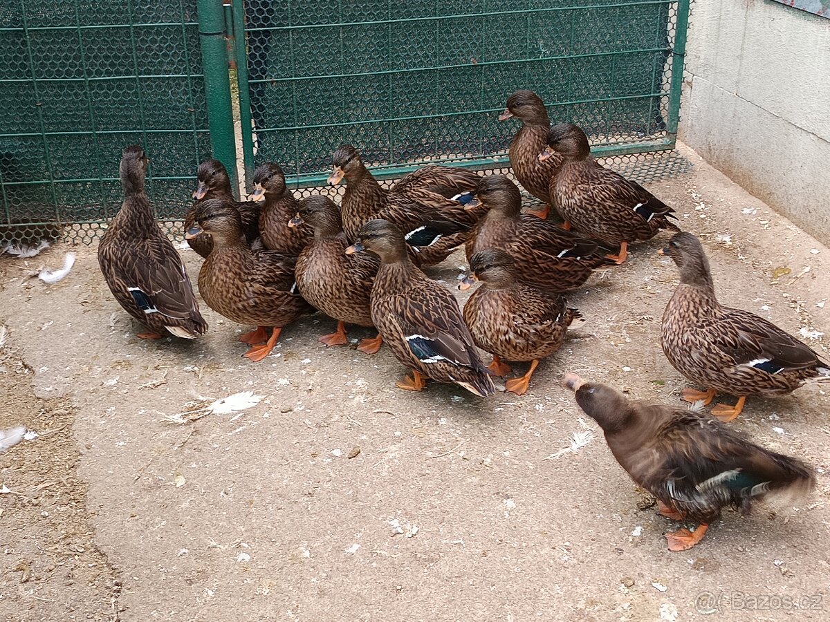 Zakrslé kachny - 4