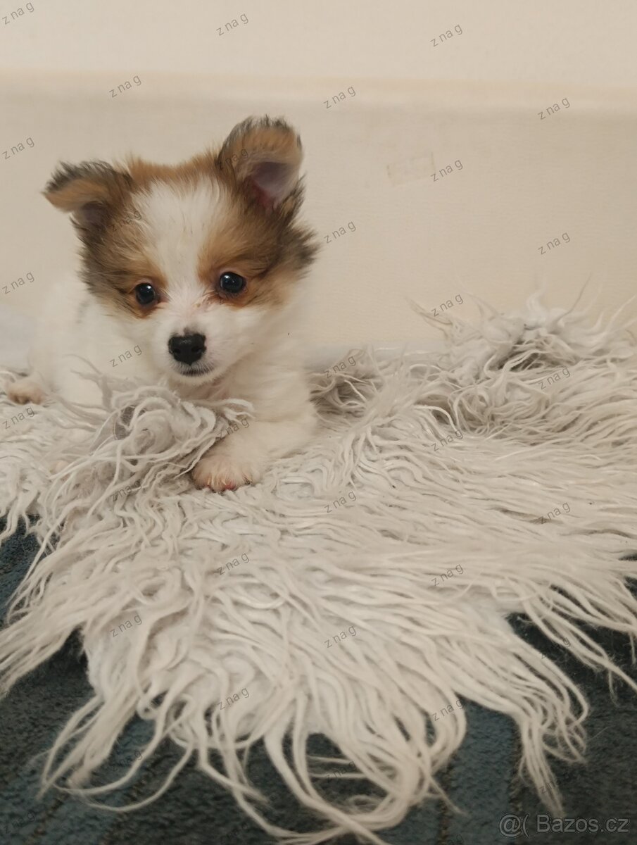 Pomeranian x čivava - 4