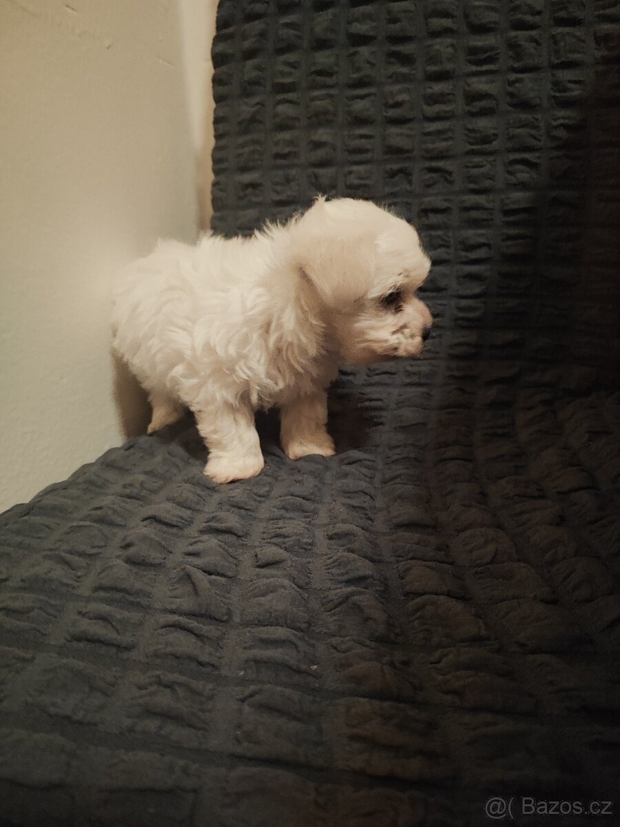Maltézský psík mini - 4