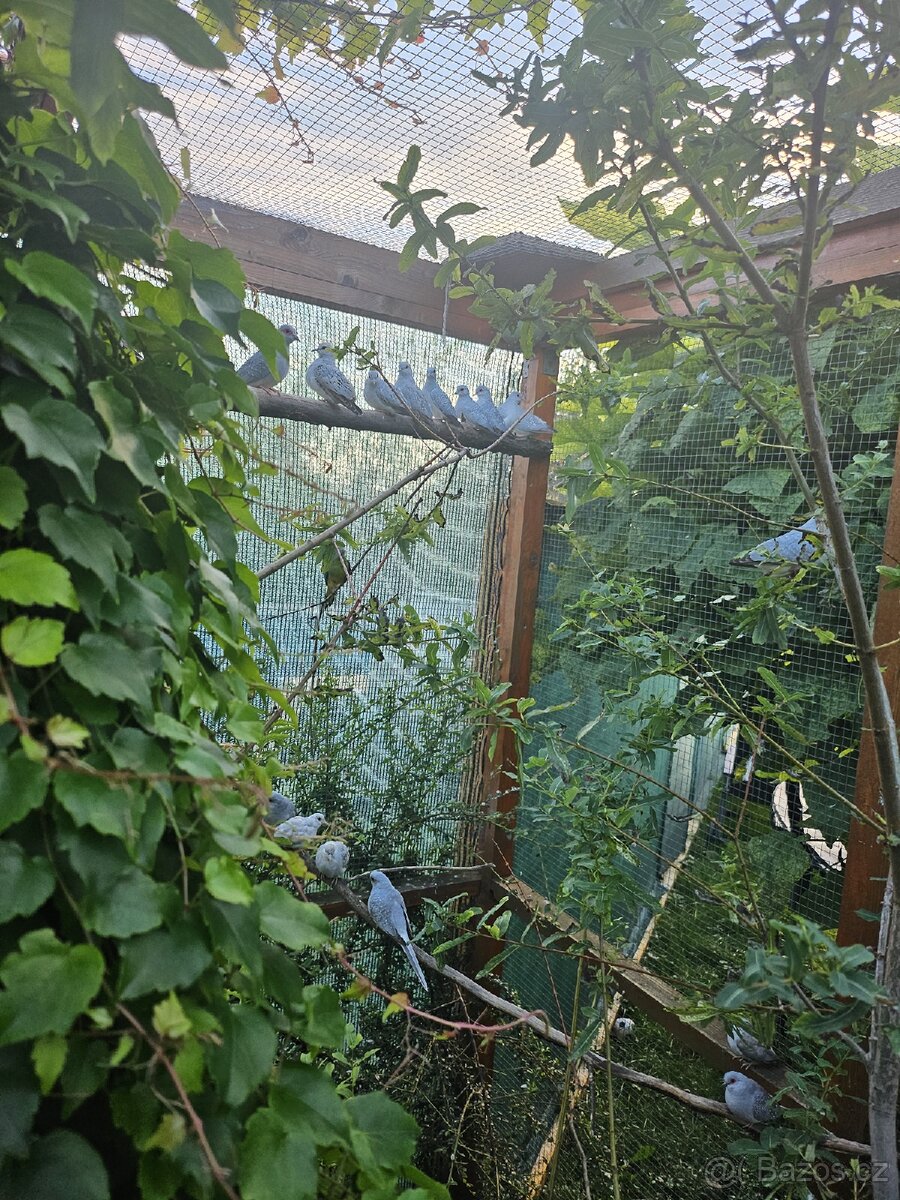 Holoubek Diamantovy z venk.voliéry - 4